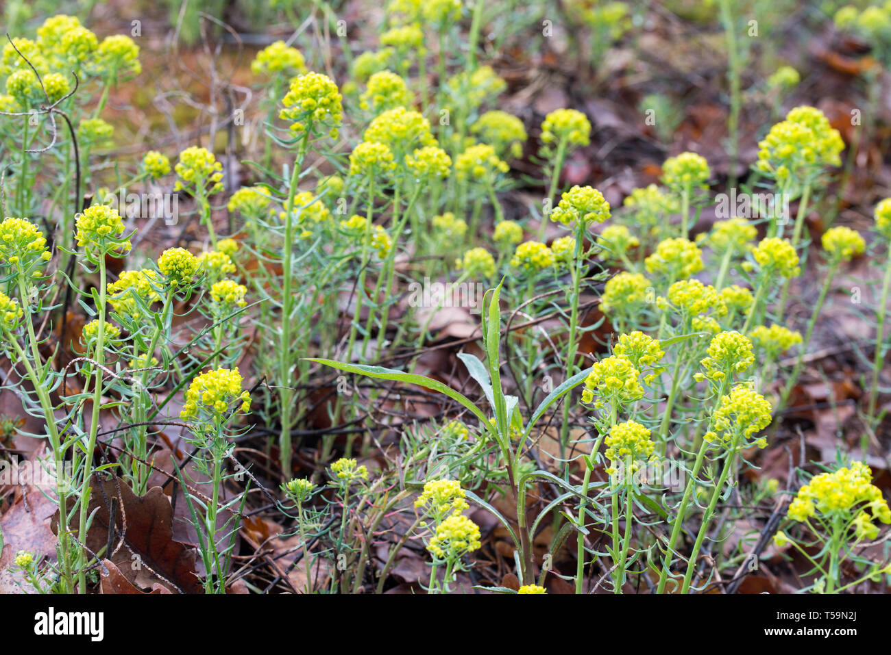 Euphorbia esula, meist grün belaubten Wolfsmilch wolfsmilch oder Blumen Makro Stockfoto