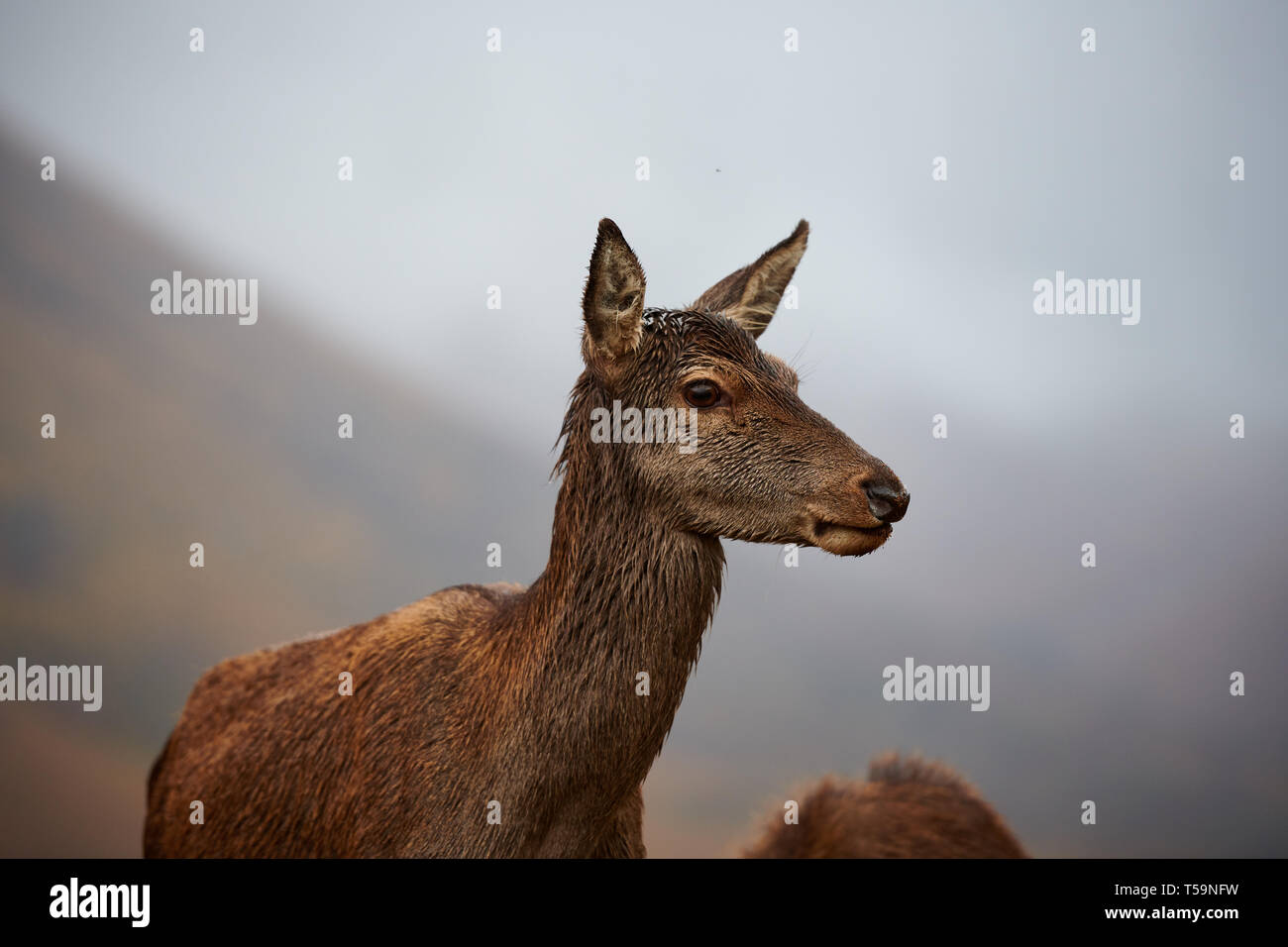 Mutter Rotwild Doe in den schottischen Highlands, in der Nähe von Glen Etive Stockfoto