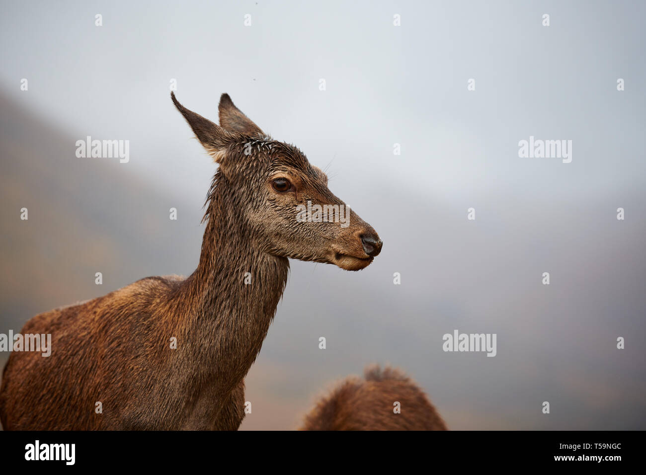 Mutter Rotwild Doe in den schottischen Highlands, in der Nähe von Glen Etive Stockfoto