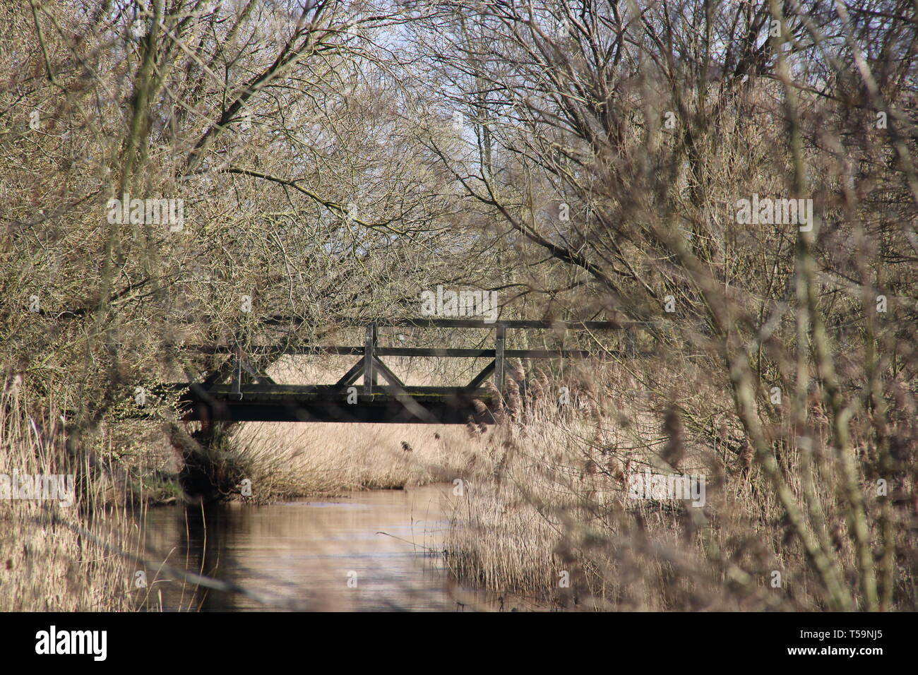 Wald Fluss river forrest Pflanzen Stockfoto