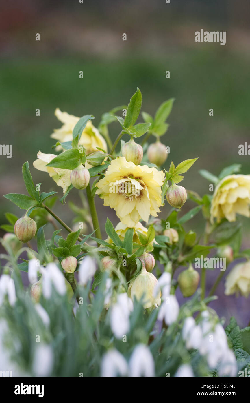 Helleborus orientalis 'Harvington Doppel Gelb' und Galanthus nivalis im Garten. Stockfoto