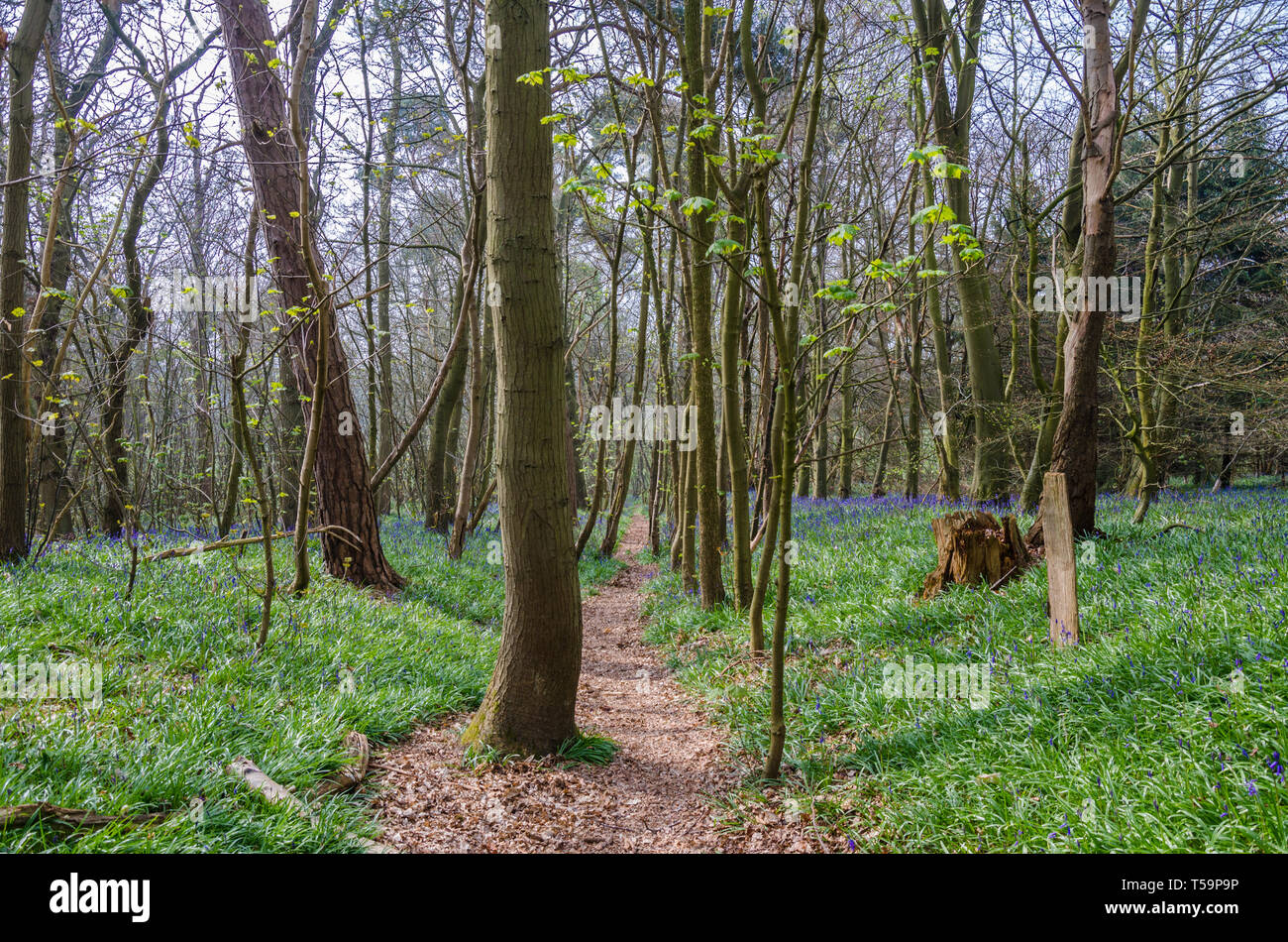Ein Pfad durch Bluebell Woods in der Landschaft von Shropshire an Chemshill Niederwald führt in der Nähe des Dorfes oder Shifnal, Shropshire, Großbritannien Stockfoto