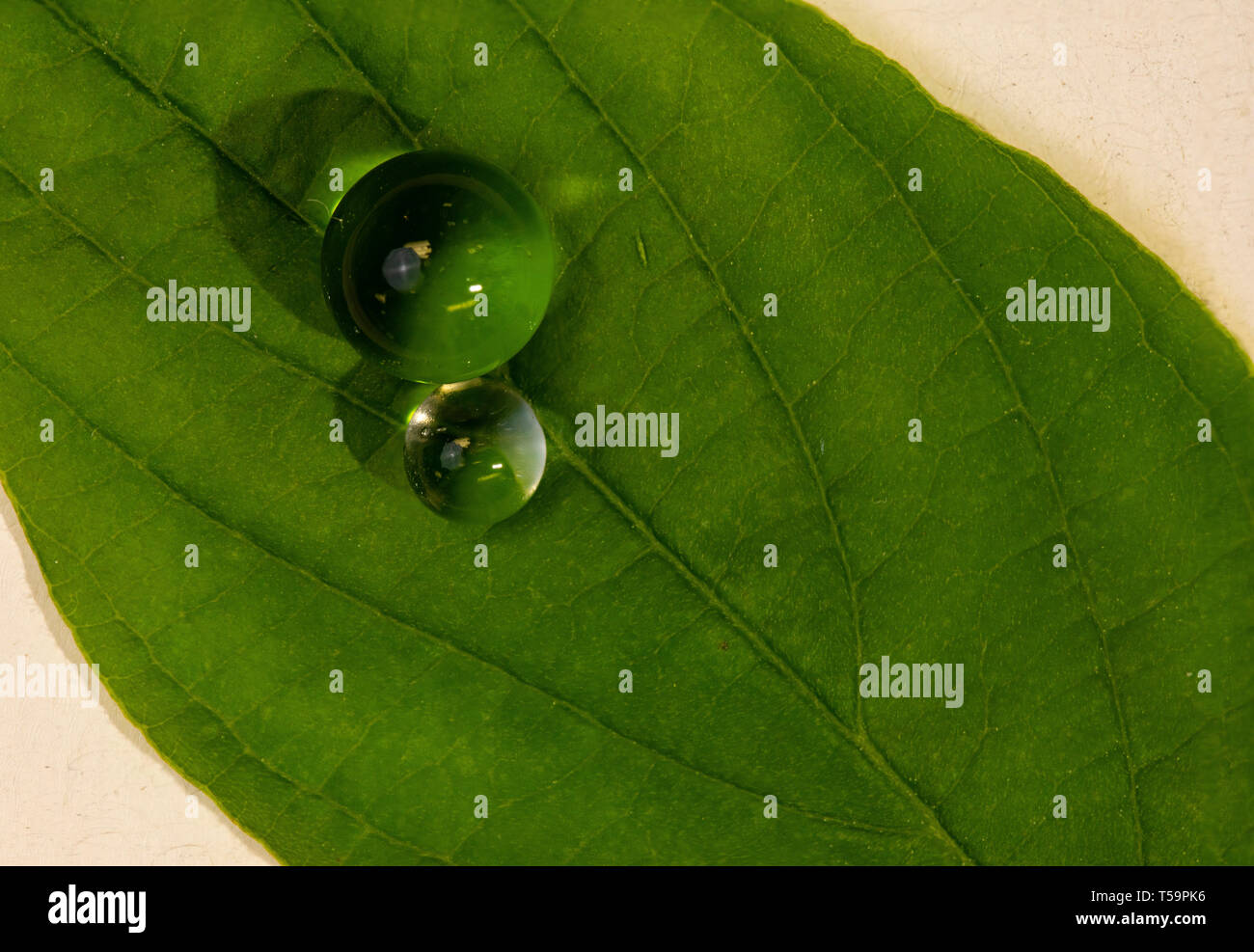 Makro Foto von zwei Wasser perlen ruhen auf der Oberseite eines Hartriegel Blatt. Stockfoto