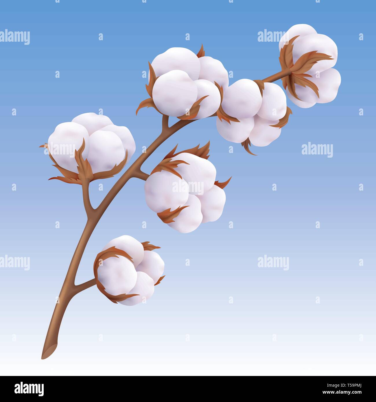 Wunderschöne realistische Baumwolle Zweig auf blauem Hintergrund isoliert Stock Vektor