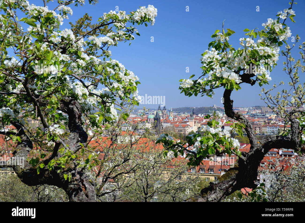 Blick auf Prag im Frühling mit blühenden Bäumen Stockfoto
