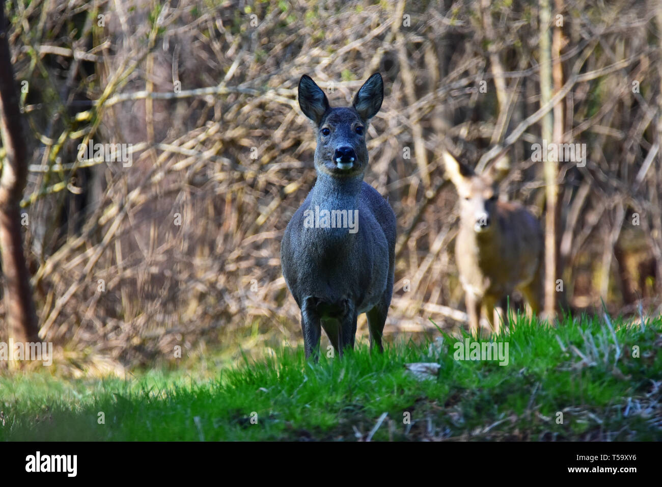 Reh steht auf einer Wiese ein an den Fotografen suchen. Stockfoto