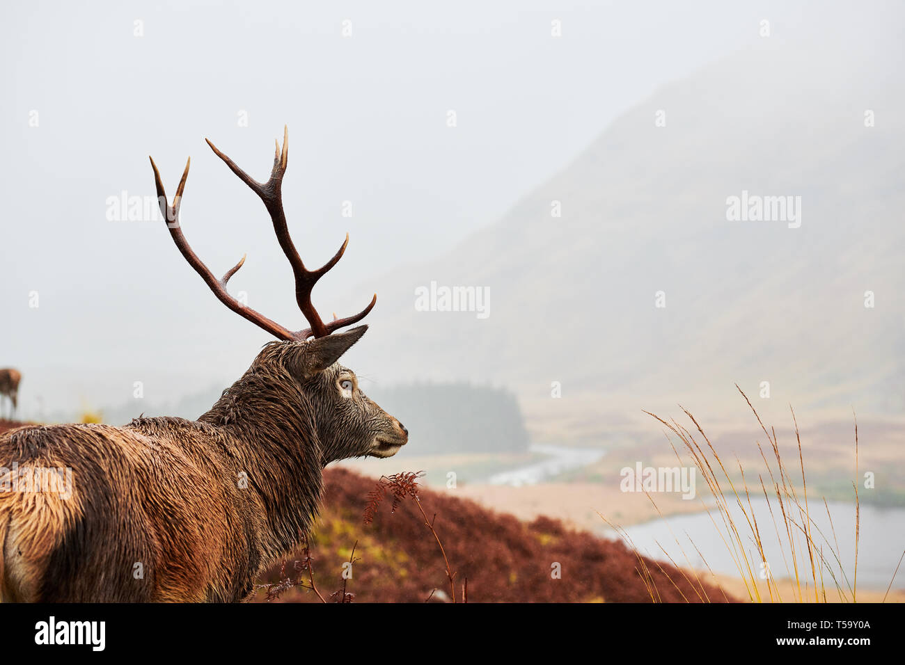 Rotwild-Hirsch, Glen Etive, Schottland Stockfoto