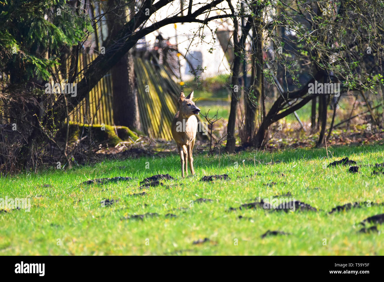 Rehe stehen auf einer Wiese in Deutschland. Stockfoto