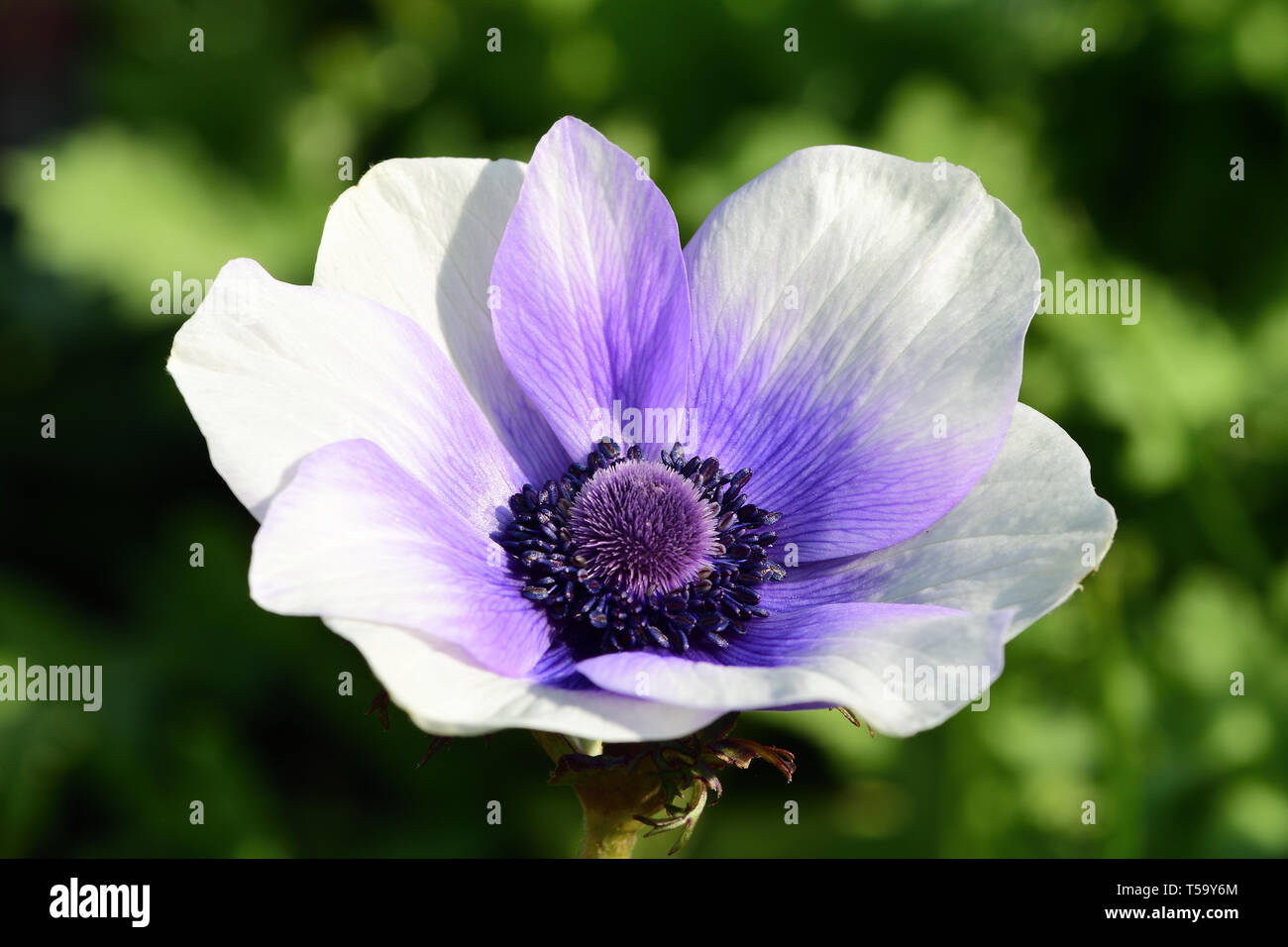 Nahaufnahme von einem violetten und weißen Anemone Blume in voller Blüte Stockfoto