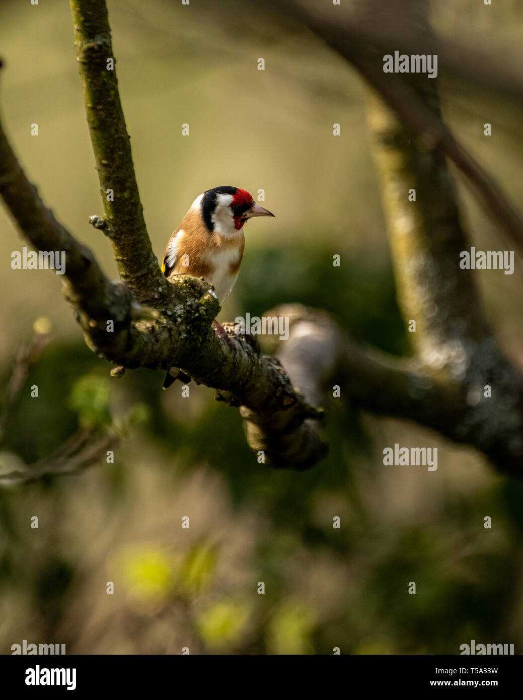 Goldfinch hoch oben in den Bäumen um glaslyn Osprey Projekt in der Nähe von Porthmadog Stockfoto