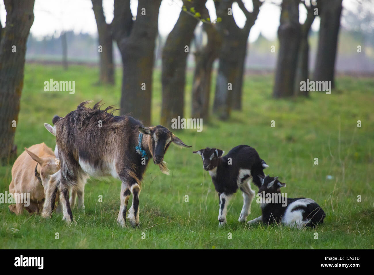 Mutter Ziege neben zwei Rassen auf Gras mit Baumreihe im Hintergrund auf starken Wind Stockfoto