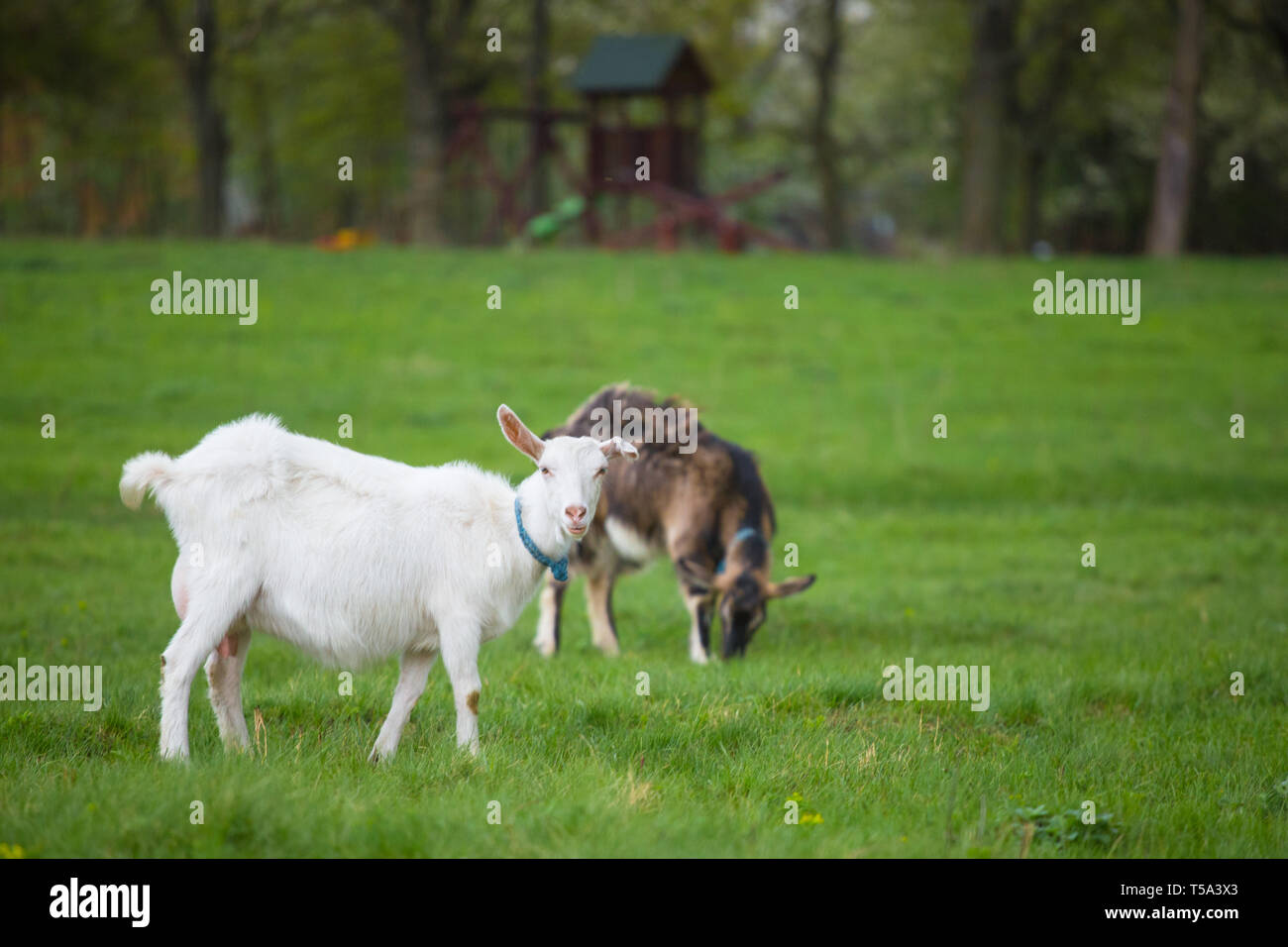 Zwei Ziegen stehen auf grünem Gras im ländlichen Wiese. Stockfoto
