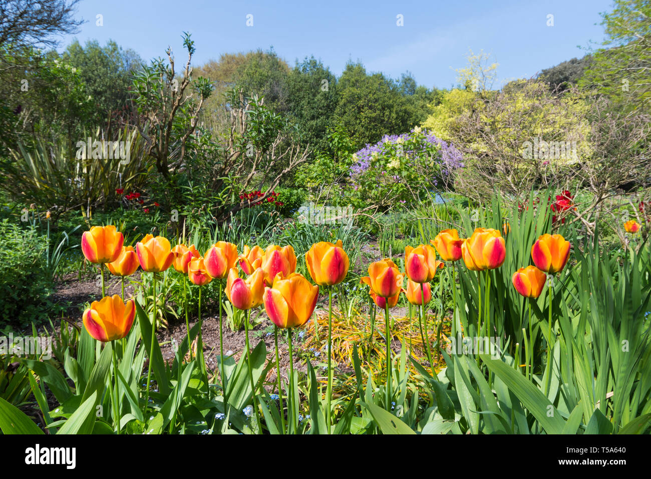 Orange und gelbe Tulpen (Tulipa) blühen im Frühling in Highdown Gärten, West Sussex, England, UK. Stockfoto