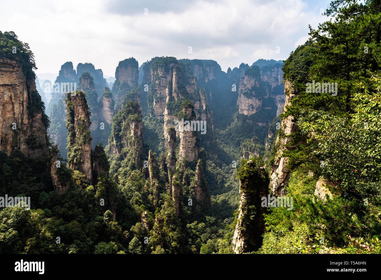 Das Panorama der sogenannten Schwarzwald Yuanjiajie Bereich im Landschaftspark Wulingyuan gelegen Nationalpark Zhangjiajie, Hunan, China. Landschaftspark Wulingyuan gelegen Nationalpark wurde Stockfoto