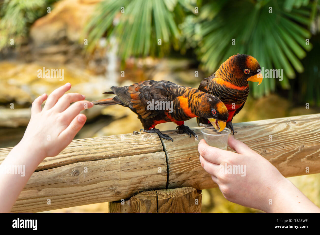 Dusky Lory, Pseudeos fuscata an der Woburn Safari Park Stockfoto