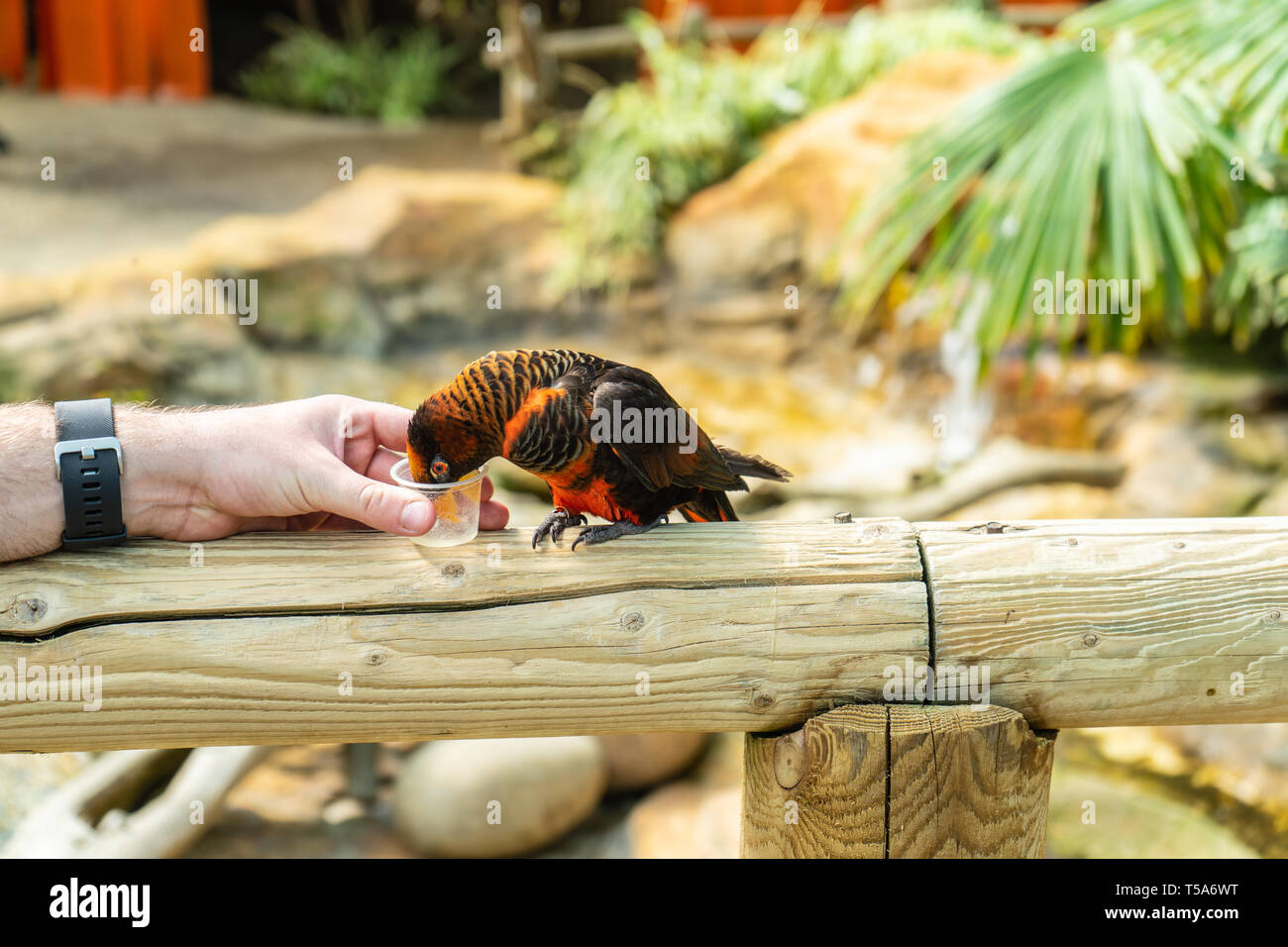 Dusky Lory, Pseudeos fuscata an der Woburn Safari Park Stockfoto