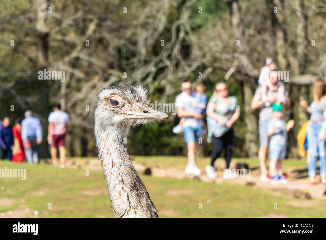 Mehr Rhea Rhea americana an der Woburn Safari Park Stockfoto