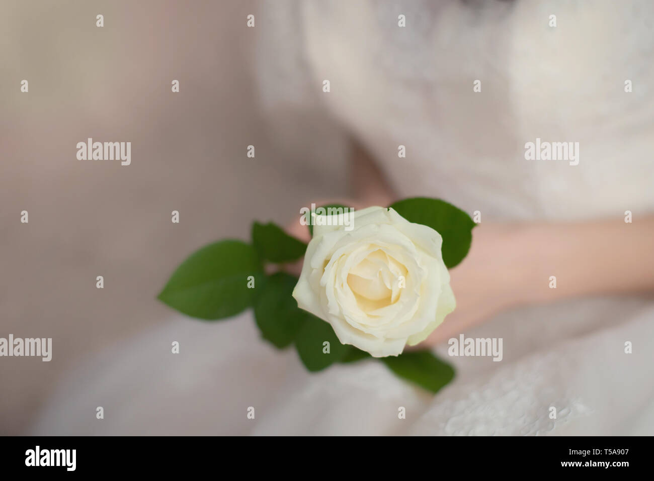 Schöne zarte weisse Rose Blume in der Hand der Braut in einem weißen Kleid Nahaufnahme Stockfoto