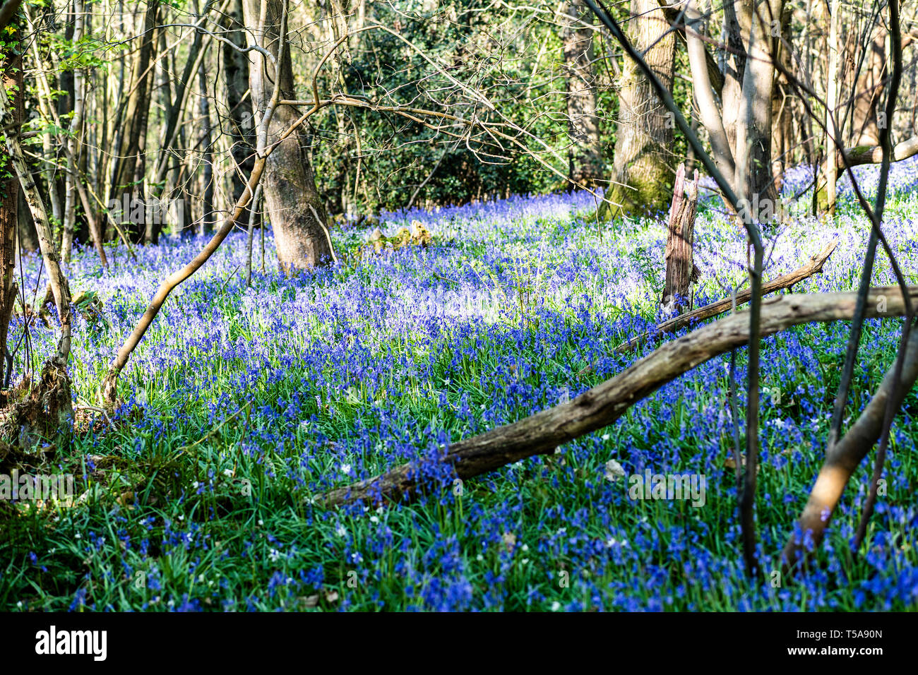 Englisch bluebells im Vordergrund Holz, Crowhurst, East Sussex, England Stockfoto