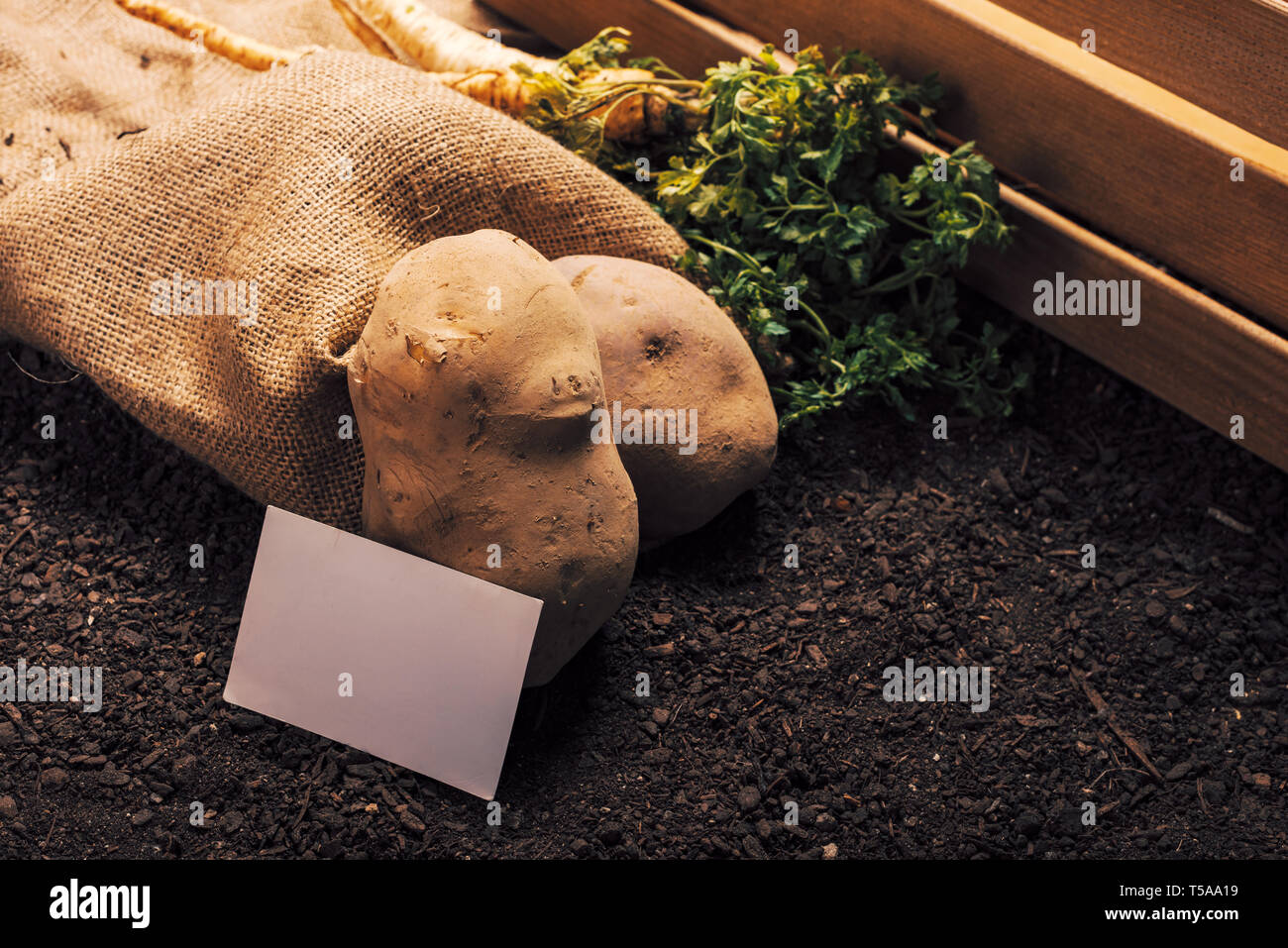 Der ökologische Landbau Petersilie und Kartoffel mit Business Card mock up, selbst angebautes Gemüse Lebensmittel Produktion Stockfoto