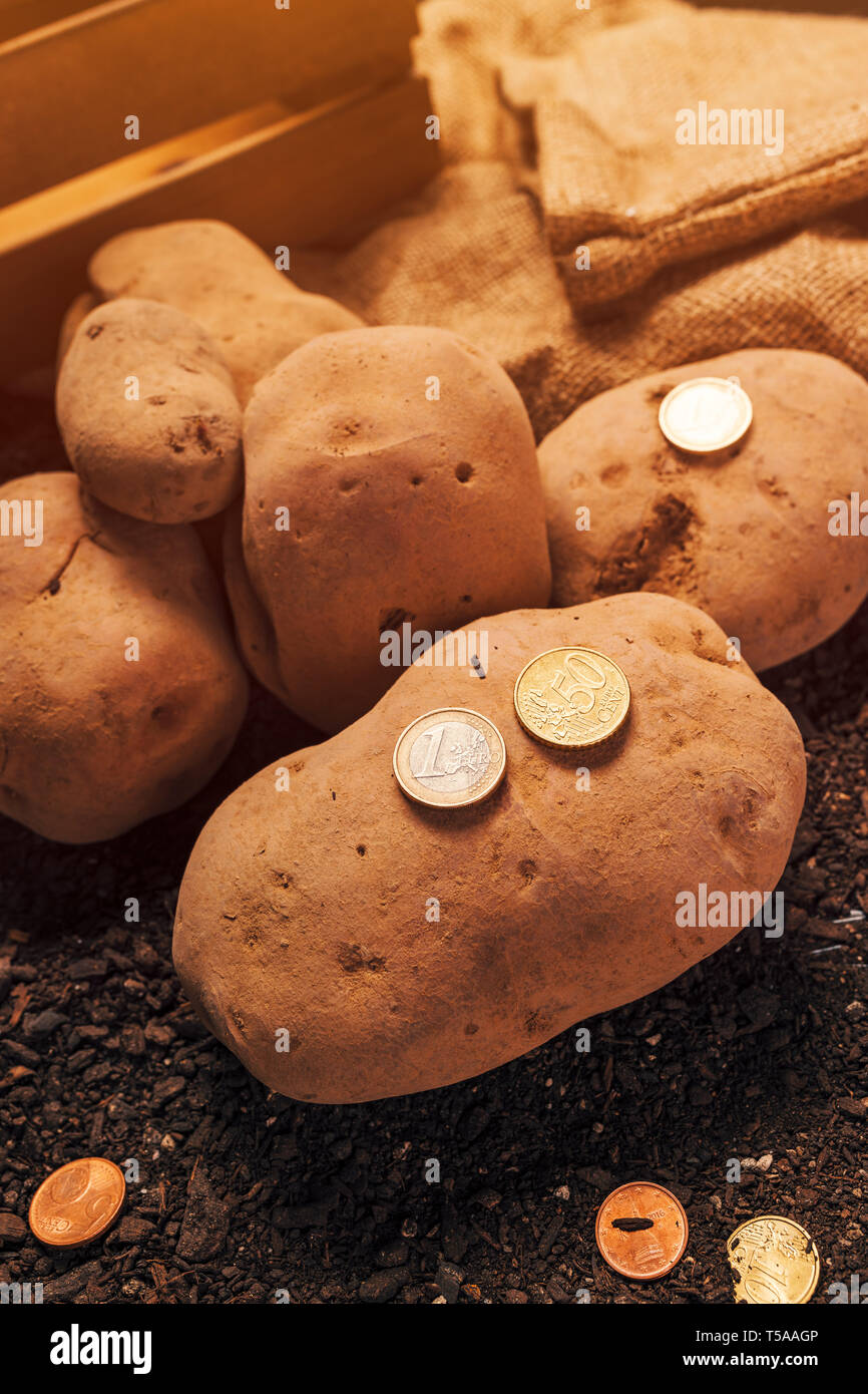 Gewinne aus biologischem Anbau der Kartoffel, Euro-münzen am Garten Boden mit Geernteten Knollen der Kartoffel Stockfoto