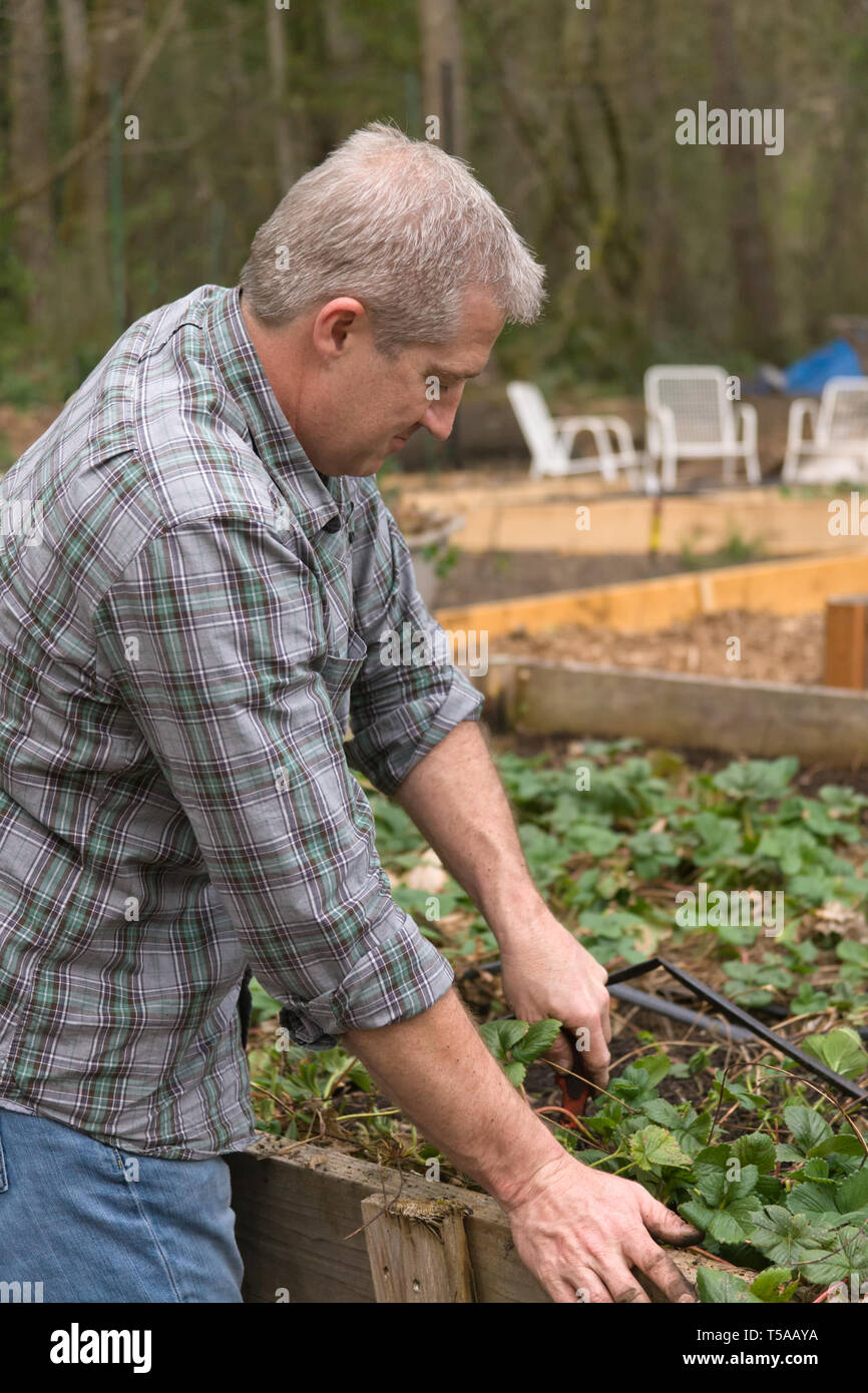 Issaquah, Washington, USA. Mann Jäten und das Verdünnen einer Erdbeere Garten. (MR) (PR) Stockfoto