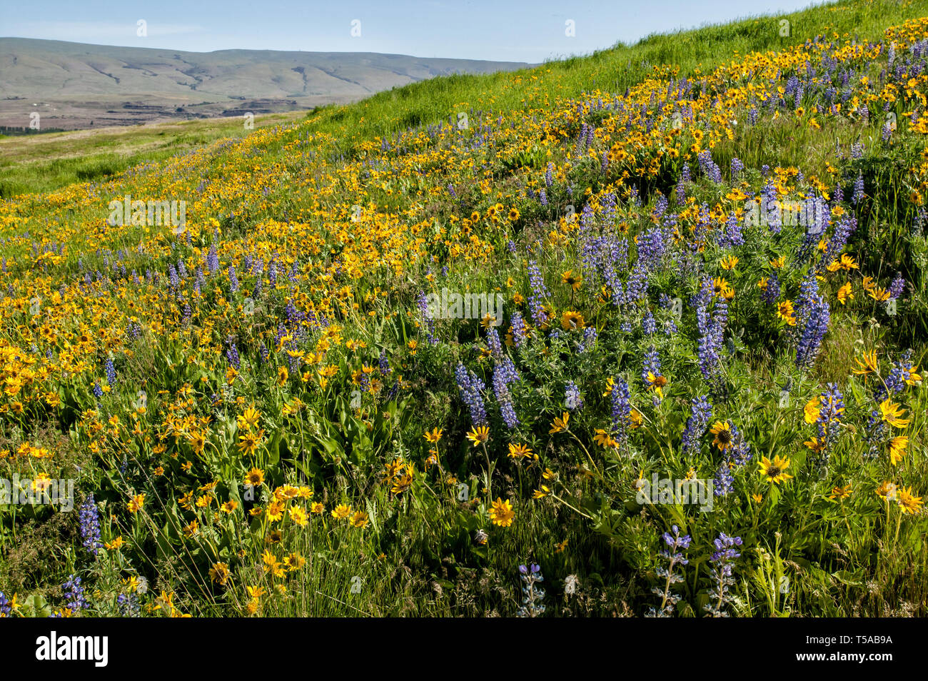 Arrowleaf Balsamroot (Balsamorhiza sagittata) und Columbia Gorge Breite Blatt Lupine (Lupinus var. latifolius thompsonianus) Wildblumen in Tom McCall P Stockfoto