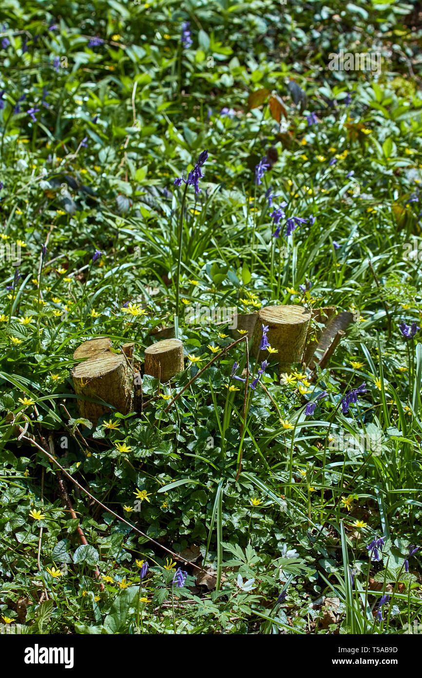 Feder Waldboden Blumen mit Baumstumpf Natur abstrakt Stockfoto