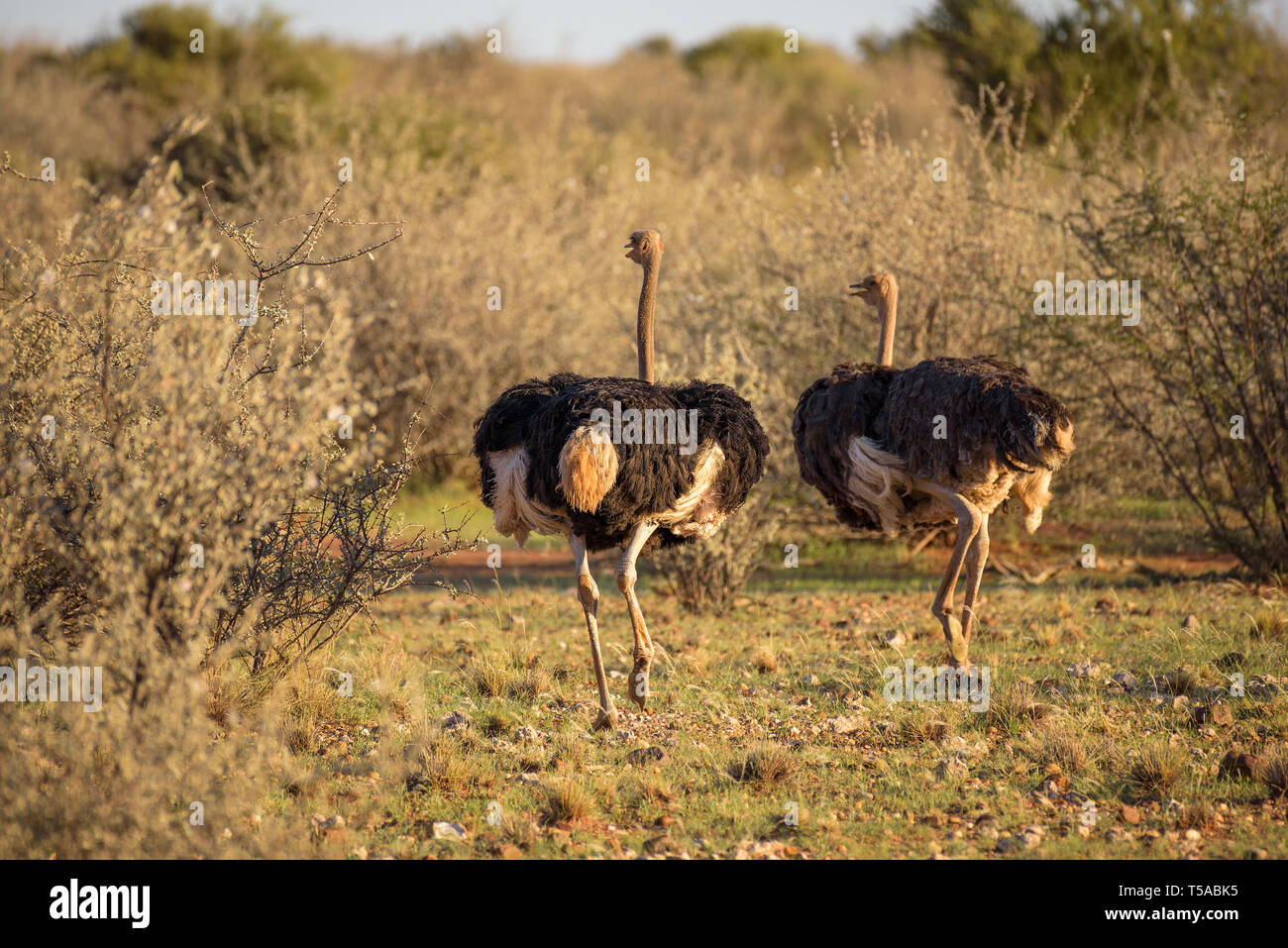 Zwei Strauße, die auf der afrikanischen Savanne Stockfoto