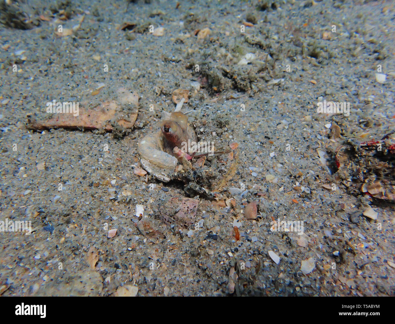 Ein Tintenfisch Ducking zurück in sein Loch wenn Taucher zu stoppen, um es heraus zu überprüfen. Stockfoto