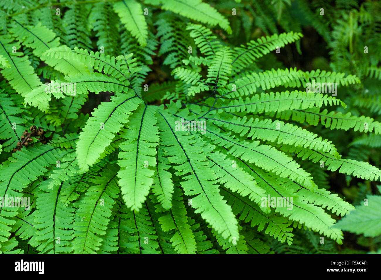Olallie State Park in der Nähe von Twin Falls, Washington, USA. Maidenhair fern Pflanzen. Stockfoto