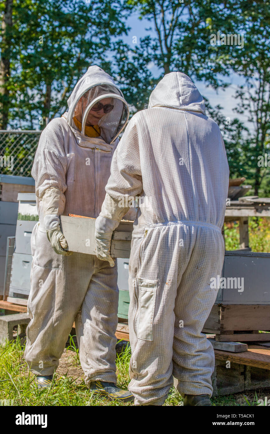 Maple Valley, Washington, USA. Weibliche Imker Durchführung einer ca. 80 Pfund Honig super vollständig bedeckte Frames bereit geerntet zu werden. (Für e Stockfoto