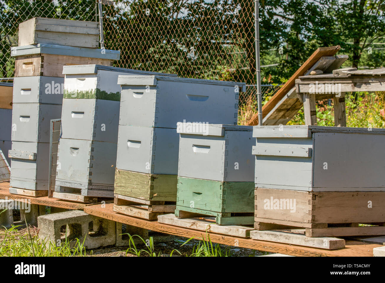 Maple Valley, Washington, USA. Gepflegte Langstroth-Stil Bienenstöcke erwarten neben der Imker besuchen. Stockfoto