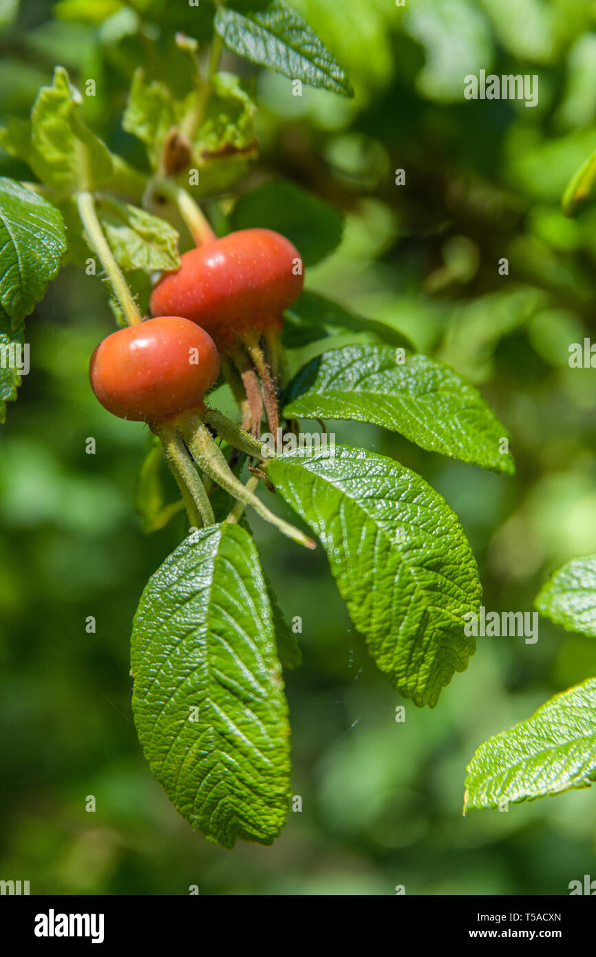 Snoqualmie, Washington, USA. Eine Rose hip ist die Frucht einer Wild Rose. Sobald die Blume blühte, und alle Blütenblätter abgefallen, die Hüfte ist pic Stockfoto