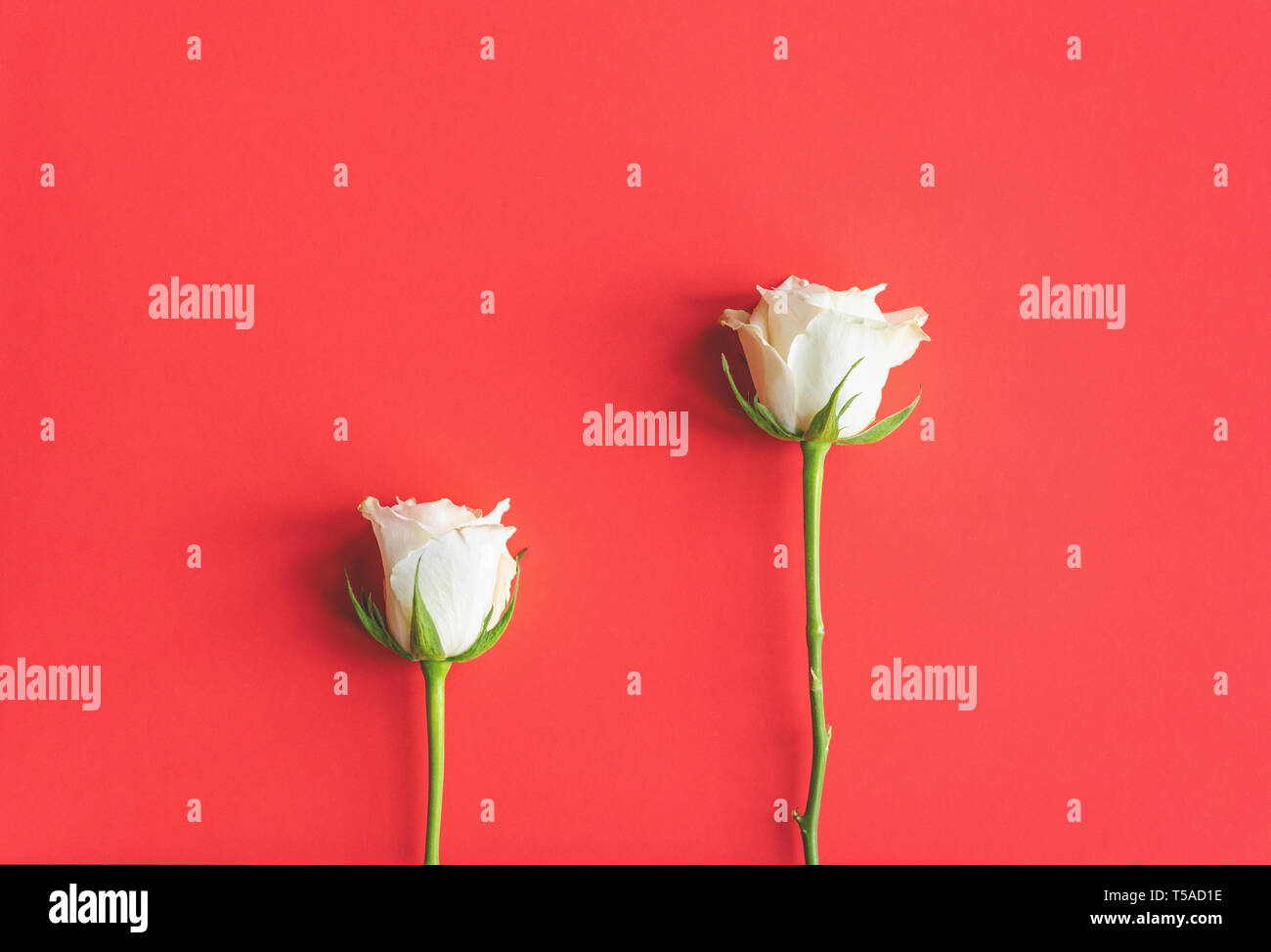 Immer noch leben, bestehend aus zwei weißen Rosen gegen bunte (lebende Korallen PANTONE-Farbe von 2019) Hintergrund Stockfoto