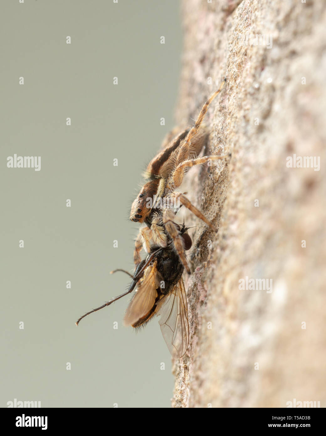 Springende Spinne mit Beute, verfing sich ein Haus fliegen Stockfoto