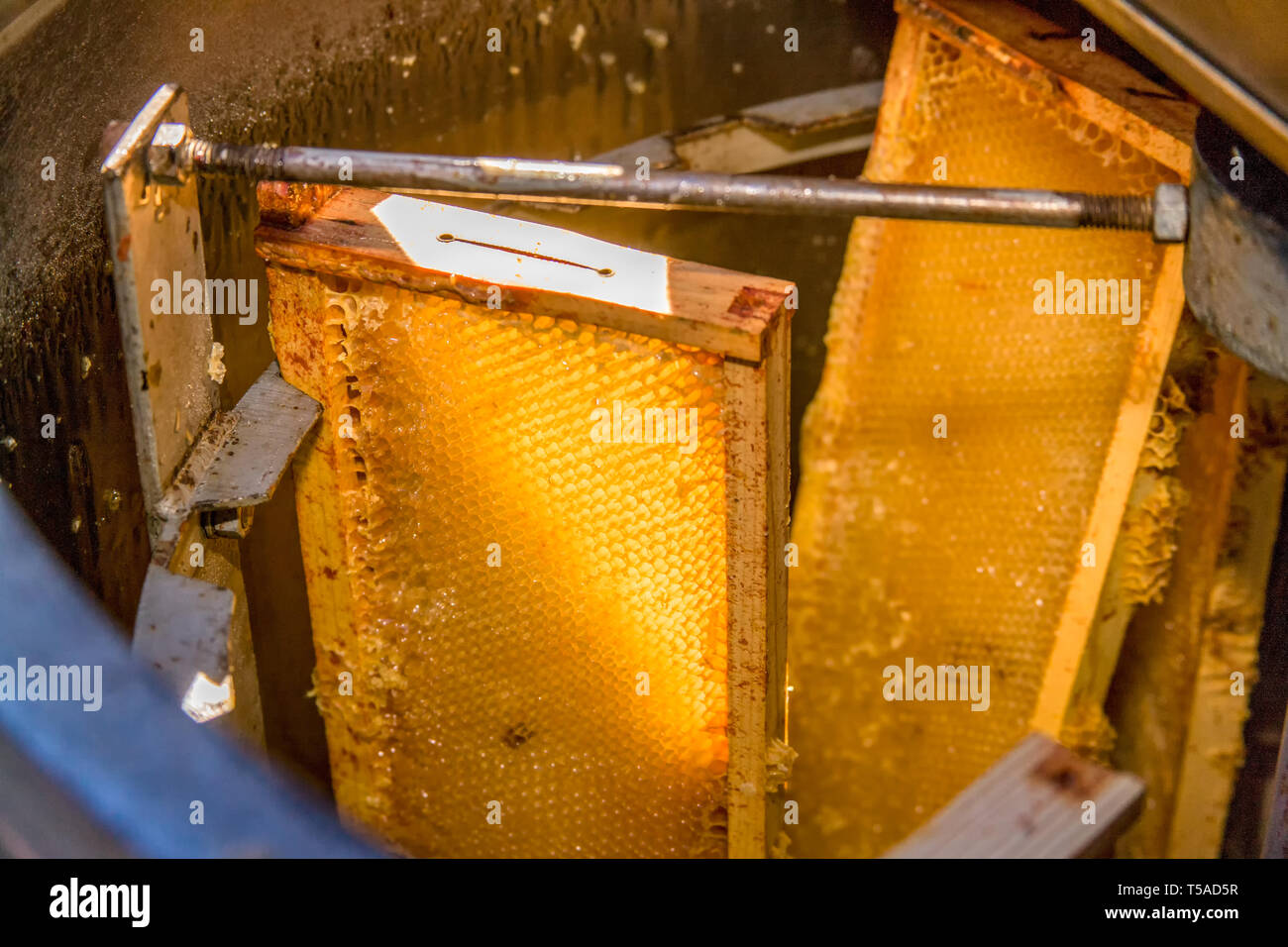 Frames von Honig in eine Honigschleuder Maschine. Da die Frames von Honig Spin, Fliehkraft wirft die Honig gegen die Seitenwände des Abziehers Stockfoto
