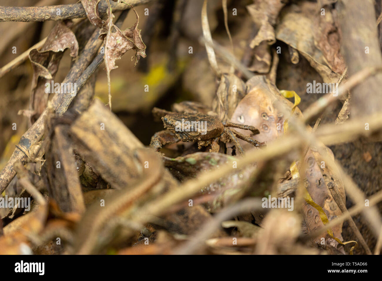 Süßwasser-Waldkrabbe, getarnt auf dem Waldboden im Blattstreu Stockfoto