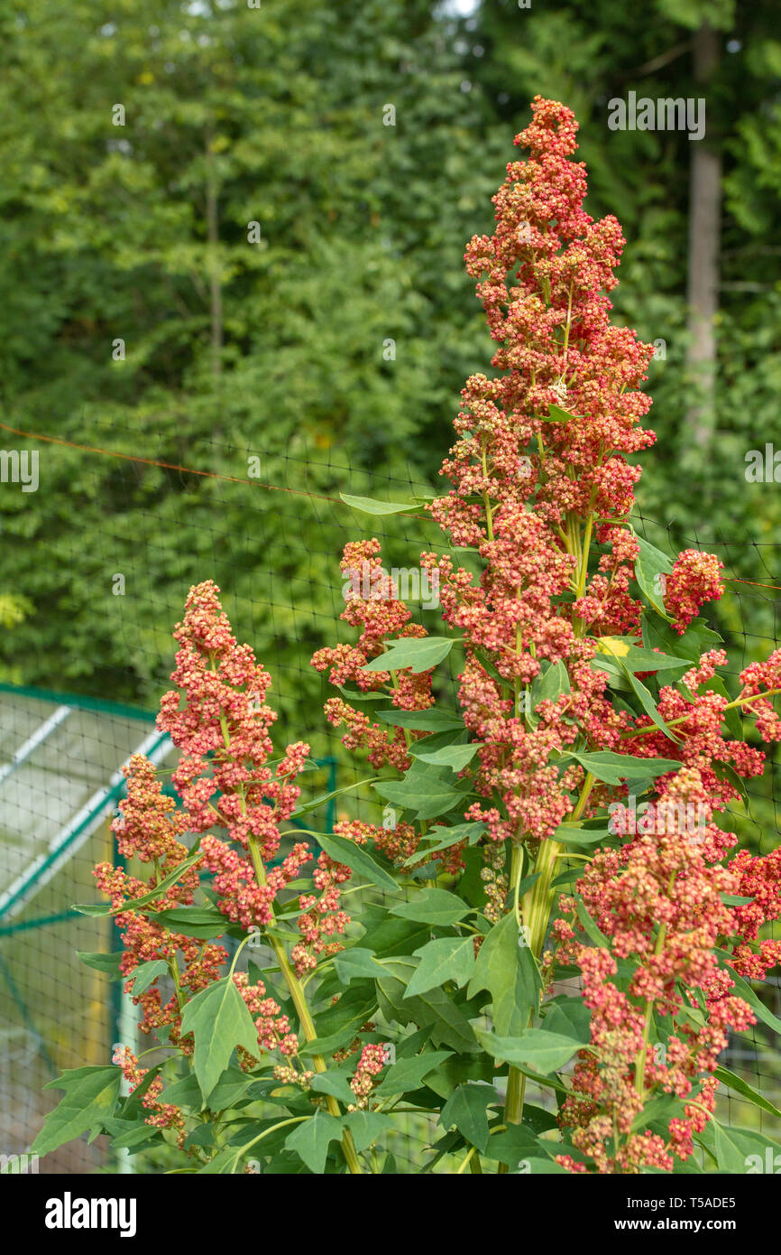 Quinoa plant in garden -Fotos und -Bildmaterial in hoher Auflösung – Alamy