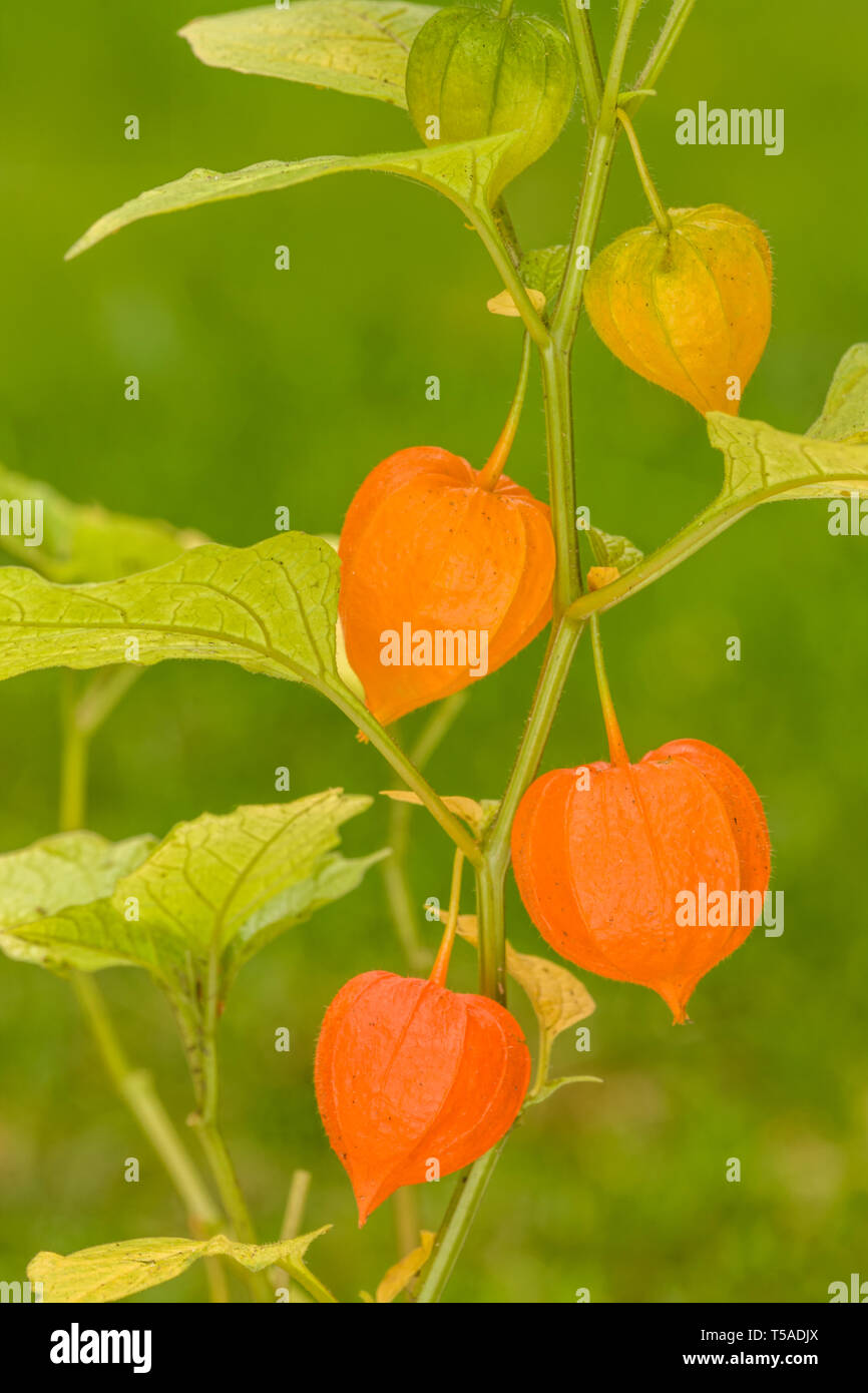 Issaquah, Washington, USA. Physalis alkekengi (Blase Kirsche, Chinesische Laterne, Japanische Laterne, Winter Kirsche; Japanisch: hōzuki), ist leicht zu identi Stockfoto