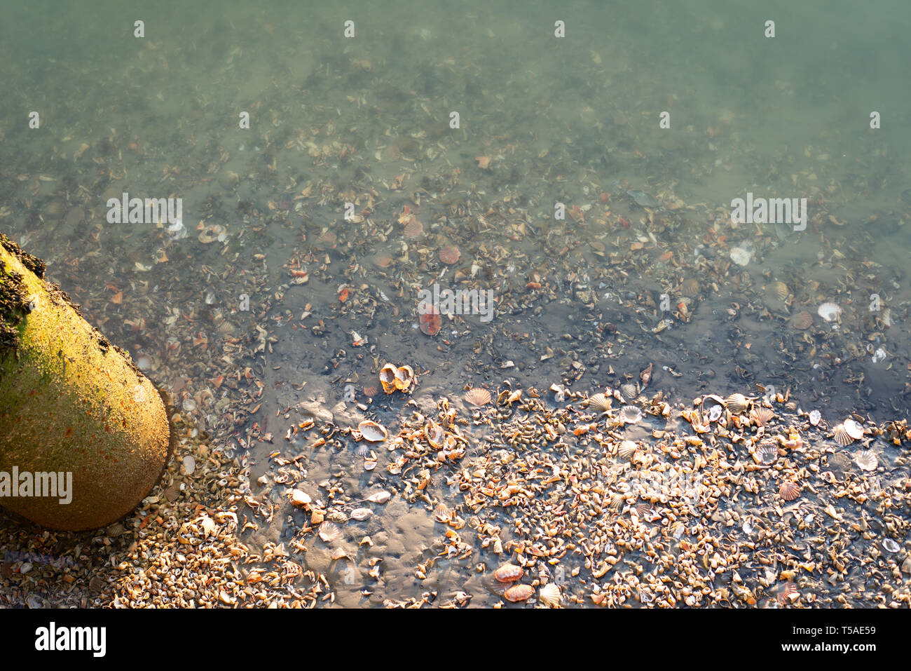 Verworfen Muscheln in der Mündung des Flusses Arun in Arundel in England Stockfoto