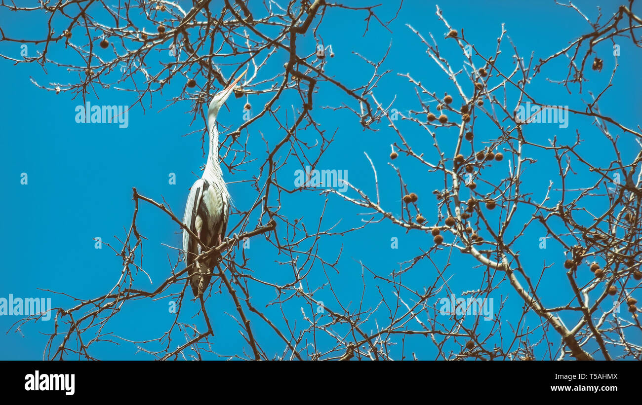 Storch auf EINEM Baumzweig Stockfoto