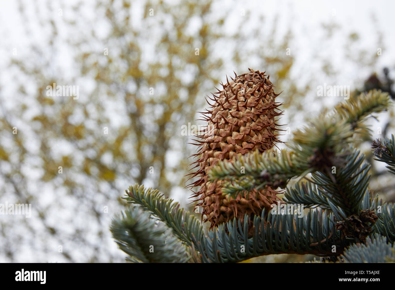 April abends und Tannenzapfen warten, um Ihre Samen zu lösen. Burley-in-Wharfedale, West Yorkshire, 16.04.19. Stockfoto
