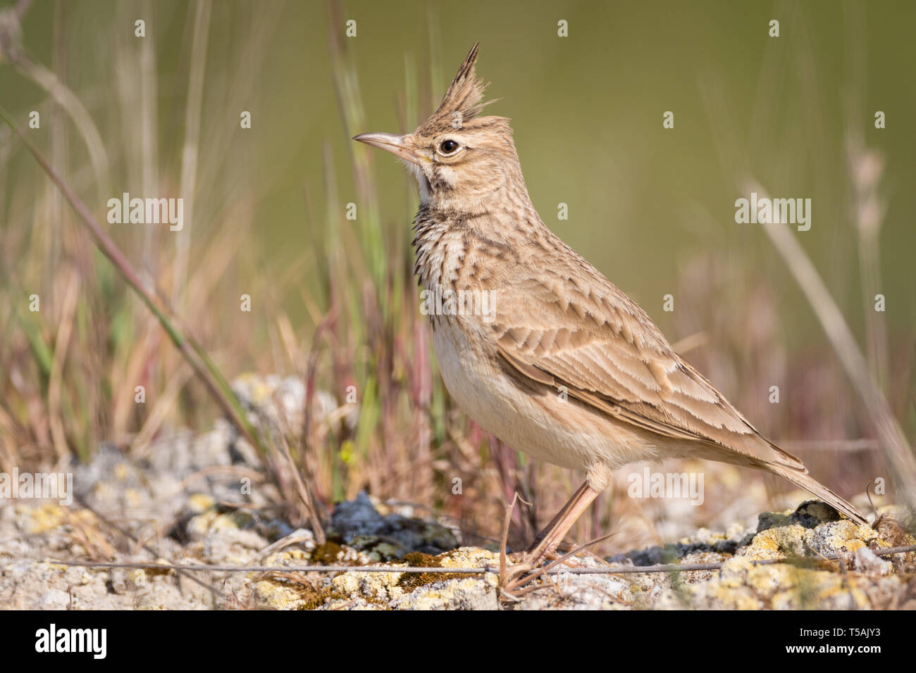 Crested Lark (Galerida cristata) auf einem Stein sitzend, Lleida, Katalonien, Spanien Stockfoto