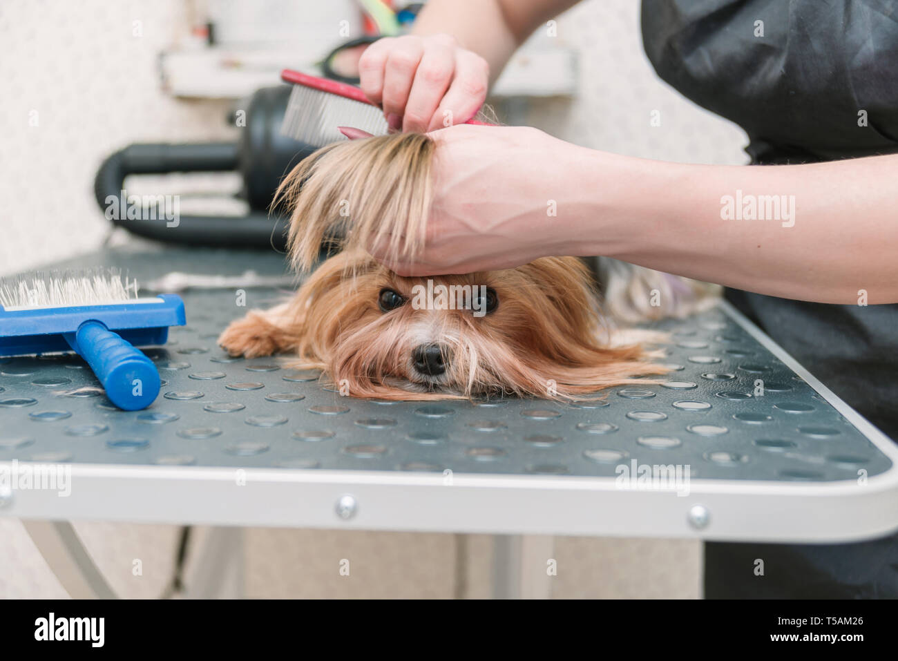 Groomer kämmen cute Yorkshire Terrier mit Kamm auf dem Tisch  Stockfotografie - Alamy