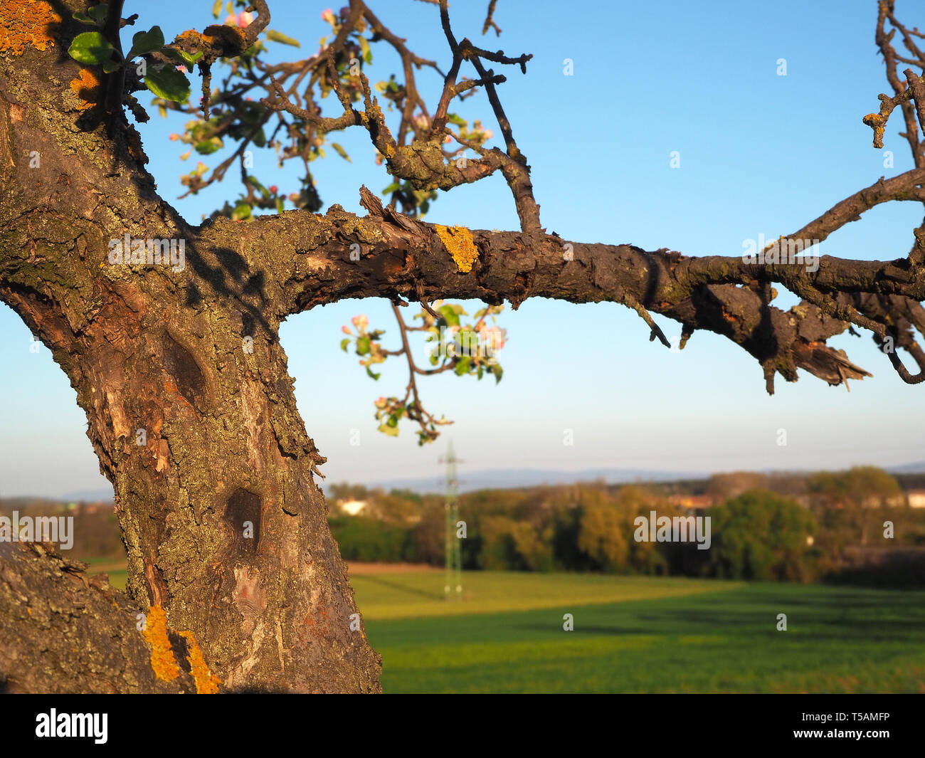 toter apfelbaumstamm -fotos und -bildmaterial in hoher auflösung