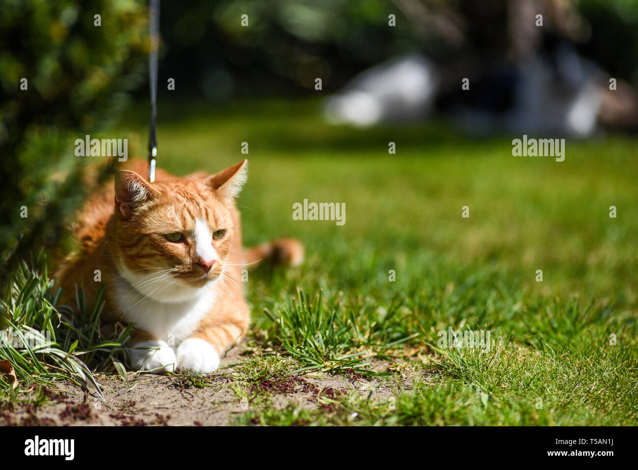 Rothaarige Katze im Garten. Stockfoto