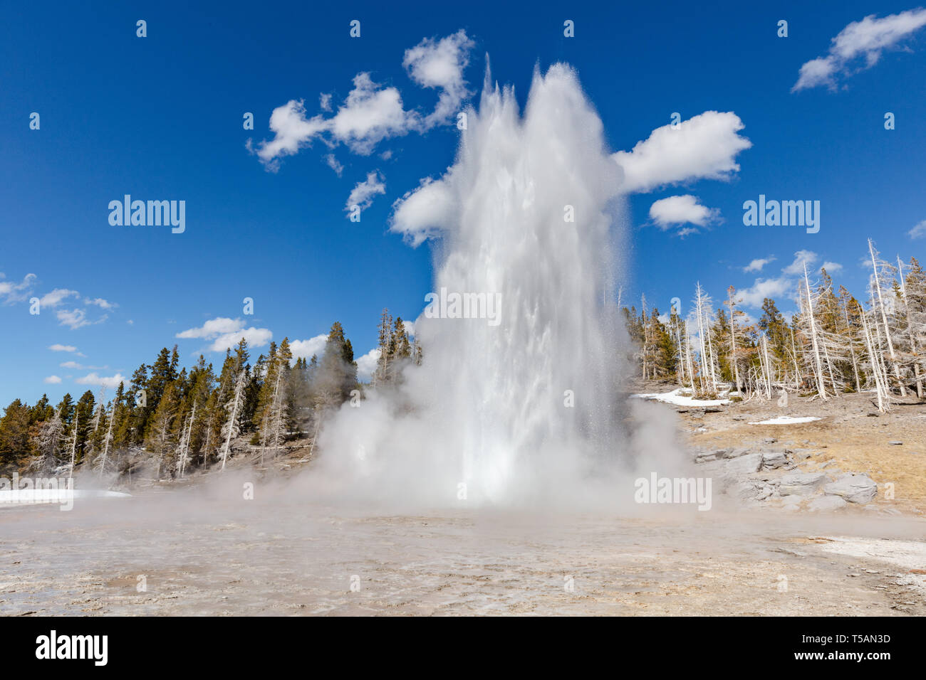 Grand Geysir Bricht Gegen Einen Klaren Blauen Himmel Am