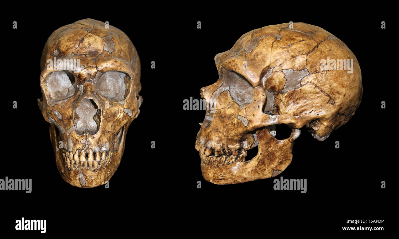 Homo neanderthalensis Vorder- und Seitenansicht Vergleich Stockfoto