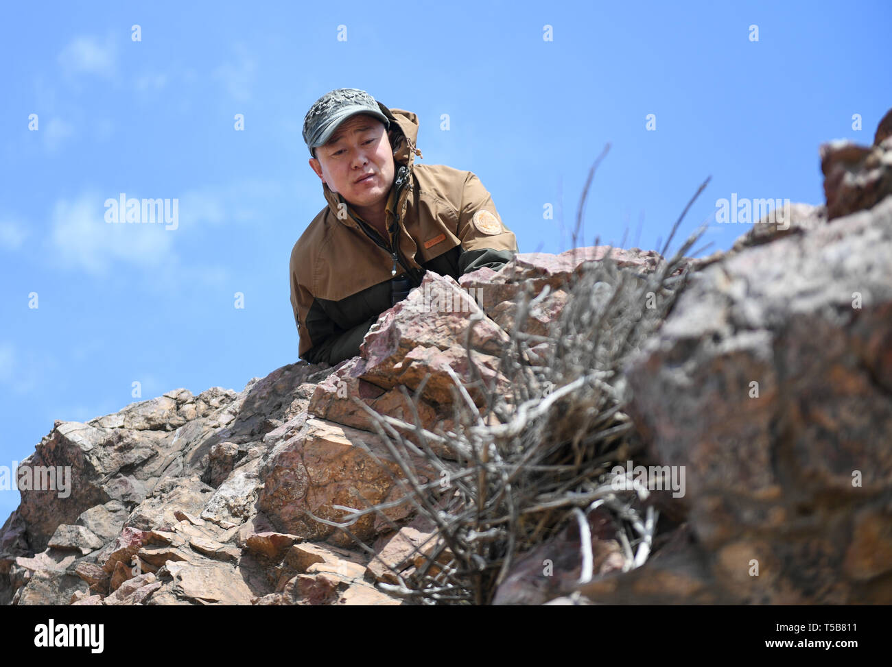 (190423) -- HULUN BUIR, April 23, 2019 (Xinhua) - Shuanglong, ein Mann der Mongolische ethnische Gruppe, prüft eine neu gebaute Nest der Steppe Eagle auf der Klippe entlang der Hulun See in der Stadt Hulun Buir, North China Autonome Region Innere Mongolei, 12. April 2019. Shuanglong, ein Freiwilliger in den 80er Jahren geboren, hat zum Schutz der Tier- und Pflanzenwelt bewohnt, entlang der Hulun See in den vergangenen zehn Jahren eingeweiht worden. Über 40 gefährdeten Tiere haben durch seine Bemühungen gespeichert wurde. Shuanglong hat verschiedene Aktivitäten einschließlich Foto Ausstellungen und Vorträge organisiert, als Weise, das Bewusstsein für die Tierwelt prot anheben Stockfoto